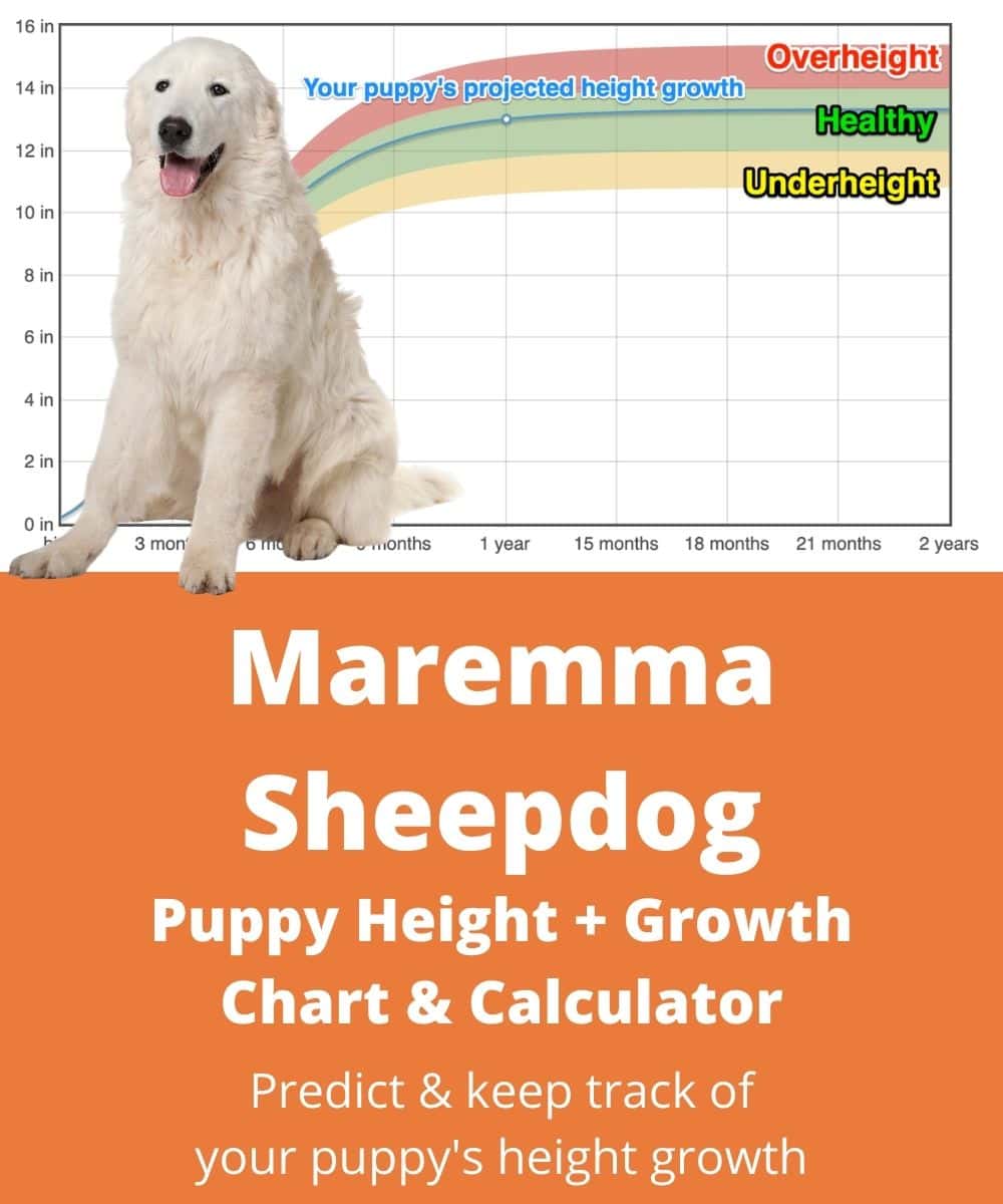 maremma-sheepdog Puppy height Growth Chart maremma-sheepdog Puppy height Growth Chart